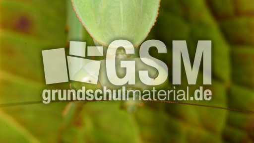 Gottesanbeterin (14).jpg